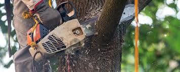 Leaf Removal in Factoryville, PA