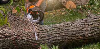 Factoryville, PA Tree Services Company