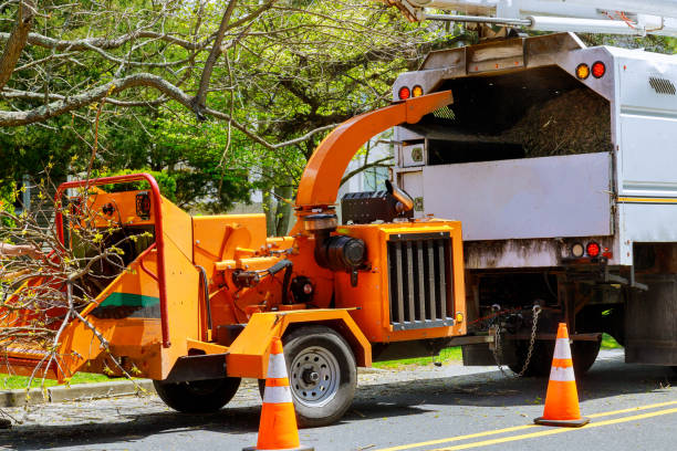 How Our Tree Care Process Works  in  Factoryville, PA